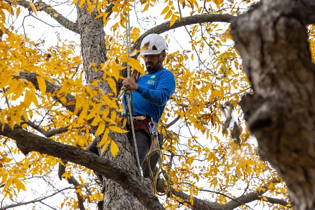 Skilled Tree Transplanting crew working in Sandy Level